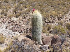 Trichocereus bertramianus