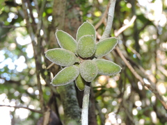 Pyrenacantha capitata
