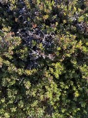 Arctostaphylos pumila