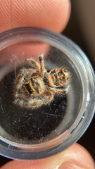 Phidippus californicus