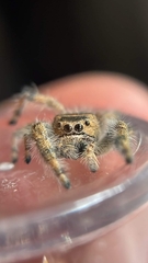Phidippus californicus