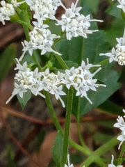 Ageratina jucunda