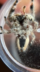 Phidippus californicus
