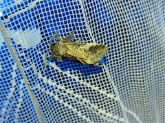 Diloba caeruleocephala