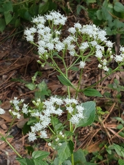 Ageratina jucunda