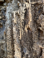 Zootermopsis nevadensis