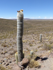 Trichocereus bertramianus