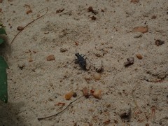 Cicindela ancocisconensis