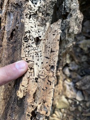 Zootermopsis nevadensis