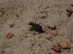 Cicindela ancocisconensis