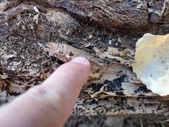 Zootermopsis nevadensis