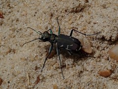 Cicindela ancocisconensis