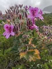 Pelargonium cucullatum