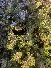 Arctostaphylos pumila