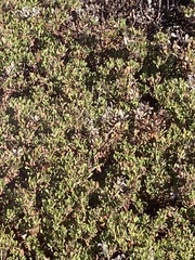 Arctostaphylos pumila