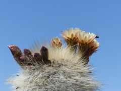 Trichocereus bertramianus