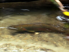 Oncorhynchus