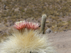 Trichocereus bertramianus