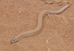 Senegal Sand Skink photo 4