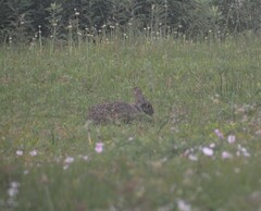 Sylvilagus aquaticus