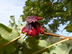 Andricus dentimitratus