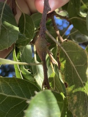 Callirhytis quercussuttoni