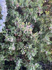 Arctostaphylos pumila