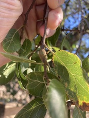 Callirhytis quercussuttoni