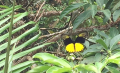 Troides amphrysus ruficollis