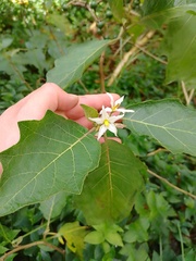 Solanum stellatiglandulosum