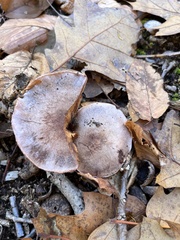 Cortinarius traganus