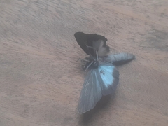 Pythonides lancea