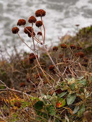 Eriogonum latifolium
