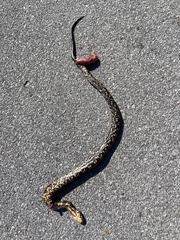 Nerodia sipedon williamengelsi