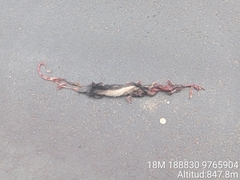 Didelphis marsupialis