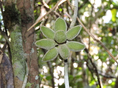 Pyrenacantha capitata