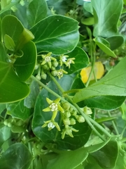 Cynanchum obtusifolium