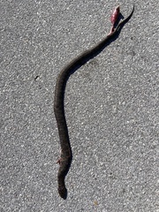 Nerodia sipedon williamengelsi