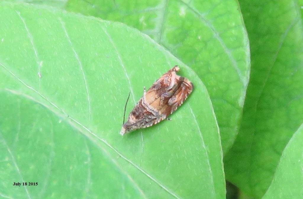 Olethreutes dolosana