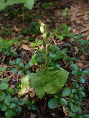 Neottia convallarioides