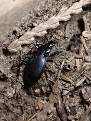 Carabinae