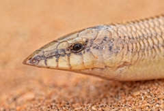 Senegal Sand Skink photo 2