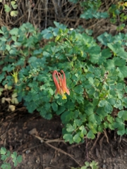 Aquilegia desertorum