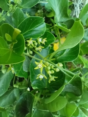 Cynanchum obtusifolium