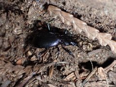 Carabinae