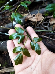 Lardizabala biternata