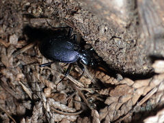 Carabinae