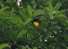 Troides amphrysus ruficollis