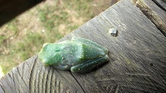 Zhangixalus dulitensis