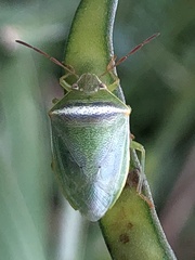 Piezodorus hybneri